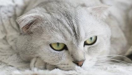 深圳球迷在王哲林罚球时大喊“沪上阿姨”，后者被干扰后不中